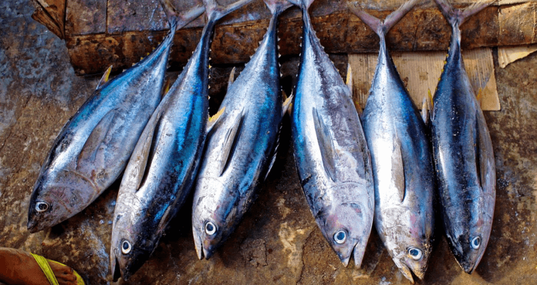 A row of freshly-caught fish with shiny blue tones displayed on a wooden surface, likely at a fish market.